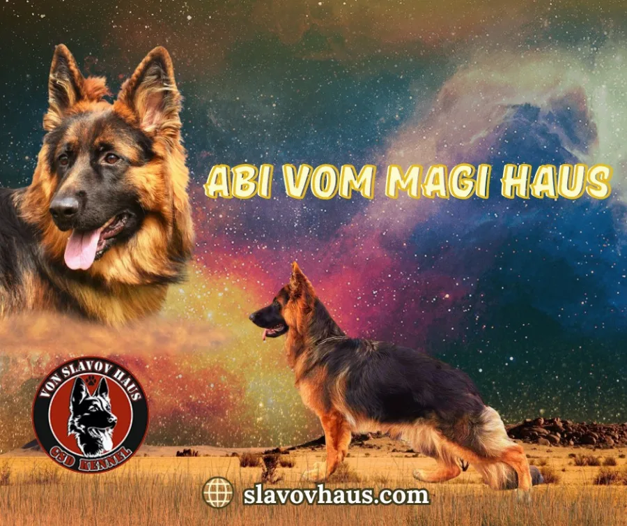 Abi vom magi  haus